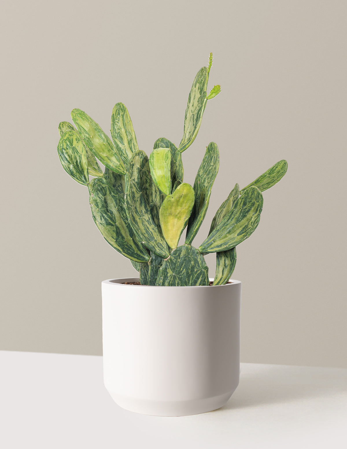 Variegated Prickly Pear Cactus