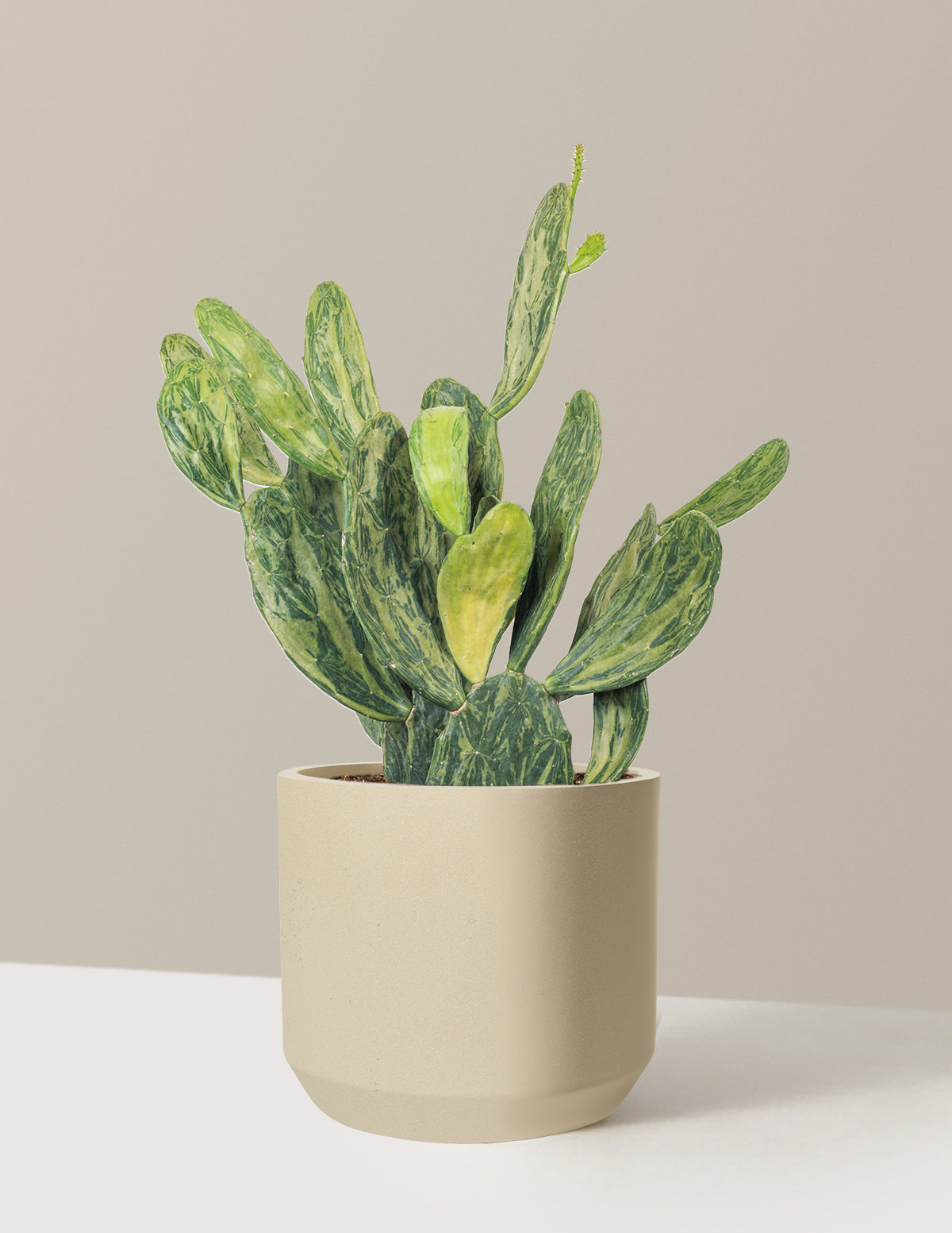 Variegated Prickly Pear Cactus
