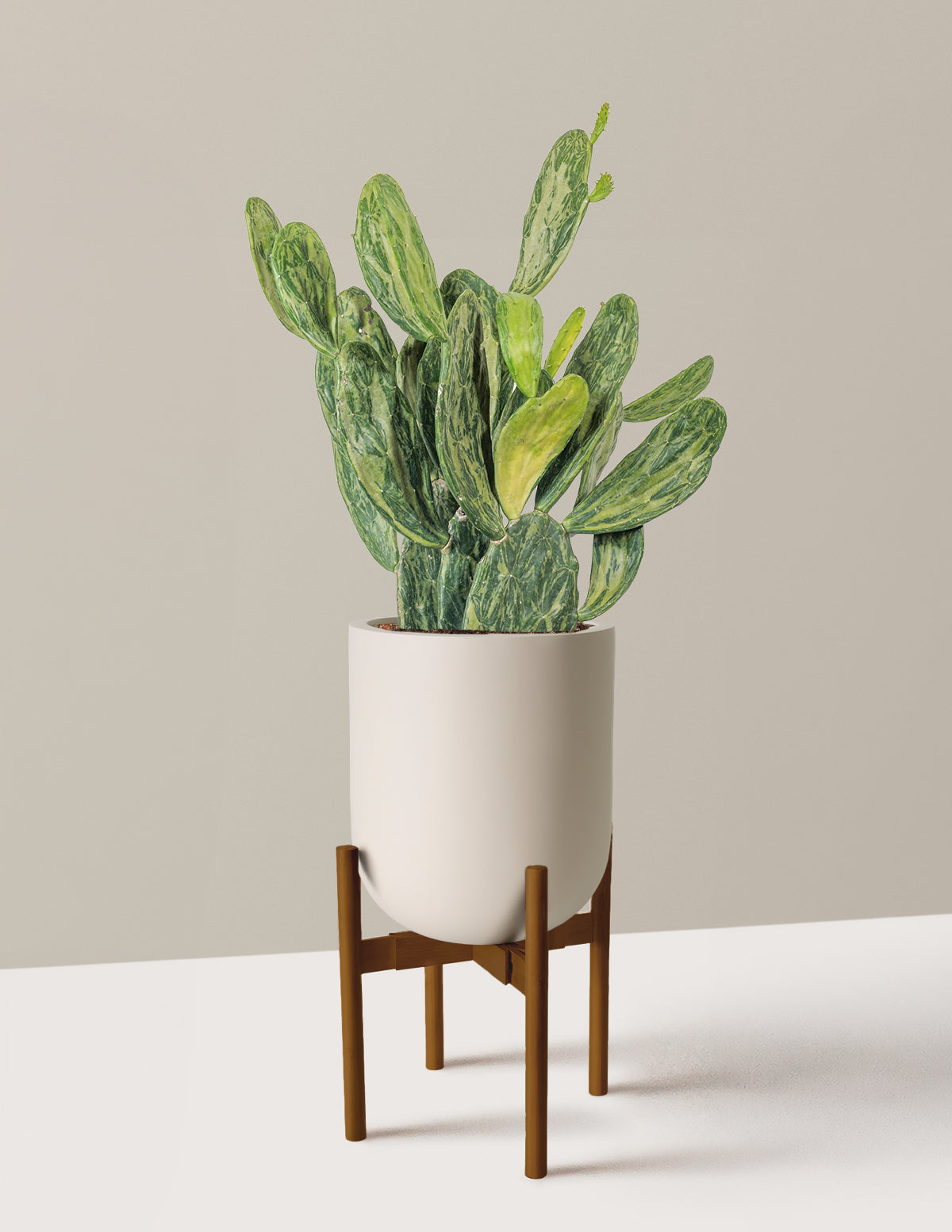 Variegated Prickly Pear Cactus