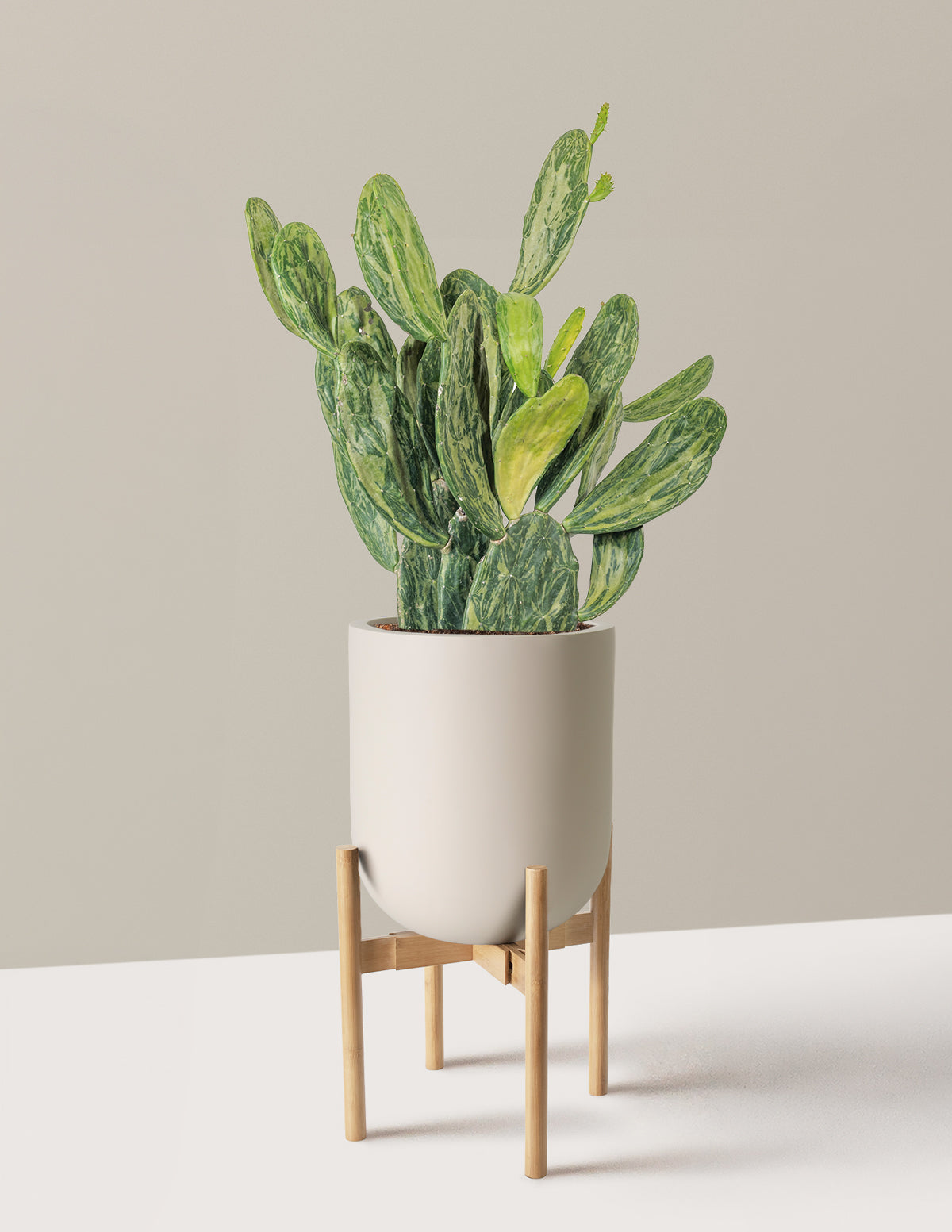 Variegated Prickly Pear Cactus