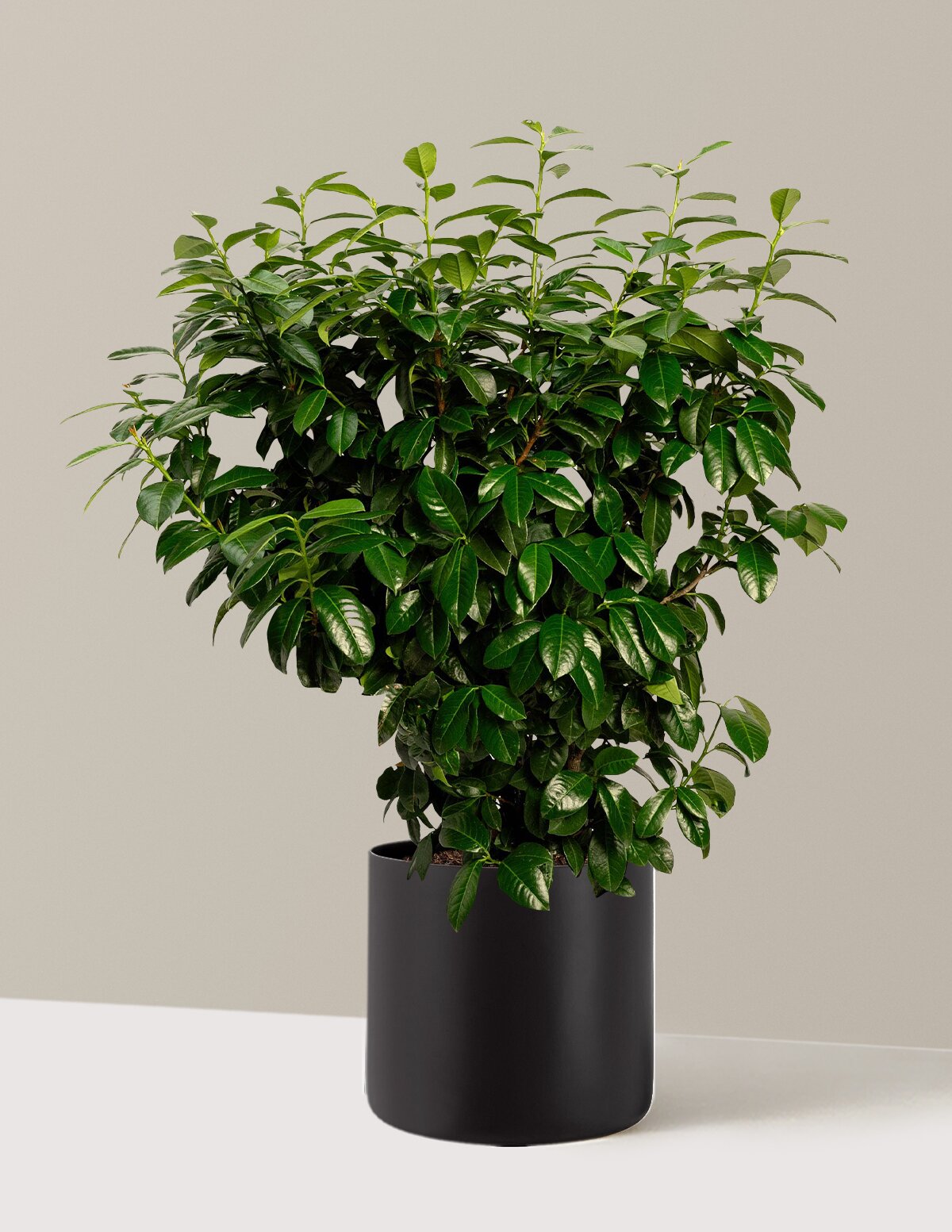 Volcano Cherry Laurel