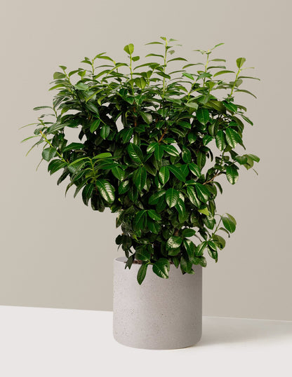 Volcano Cherry Laurel