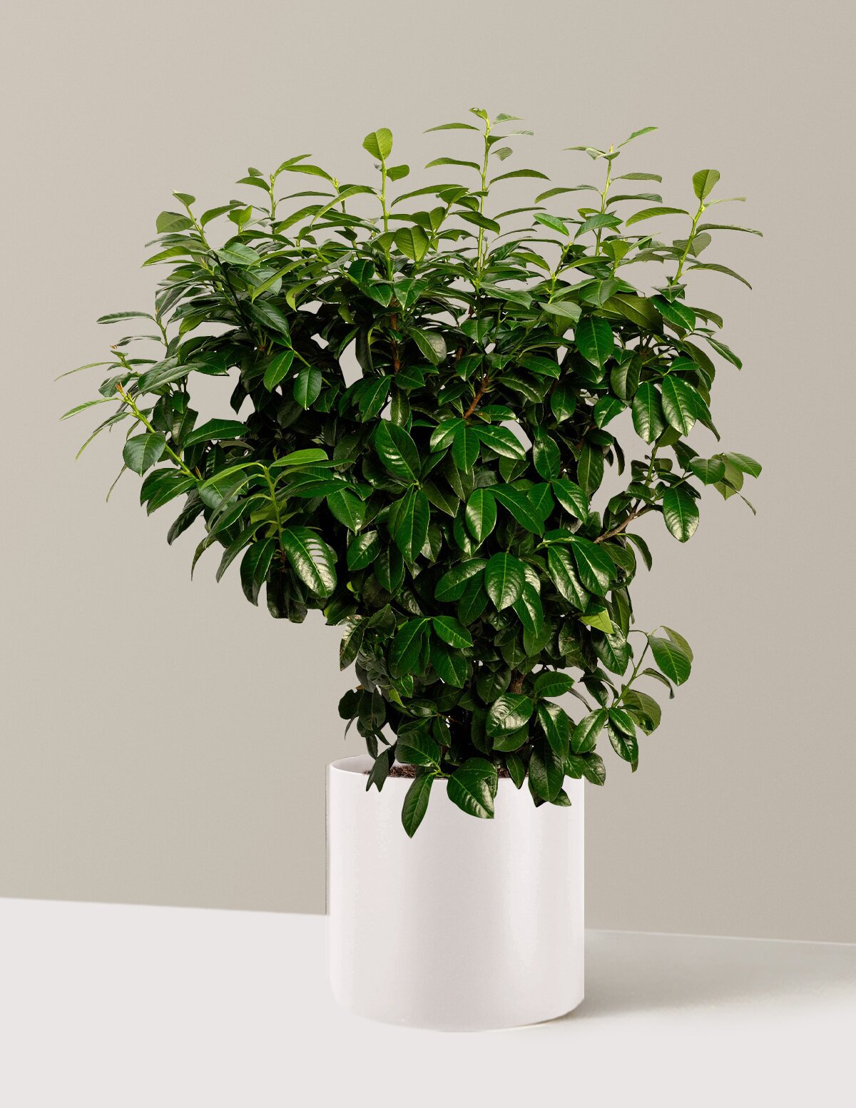 Volcano Cherry Laurel
