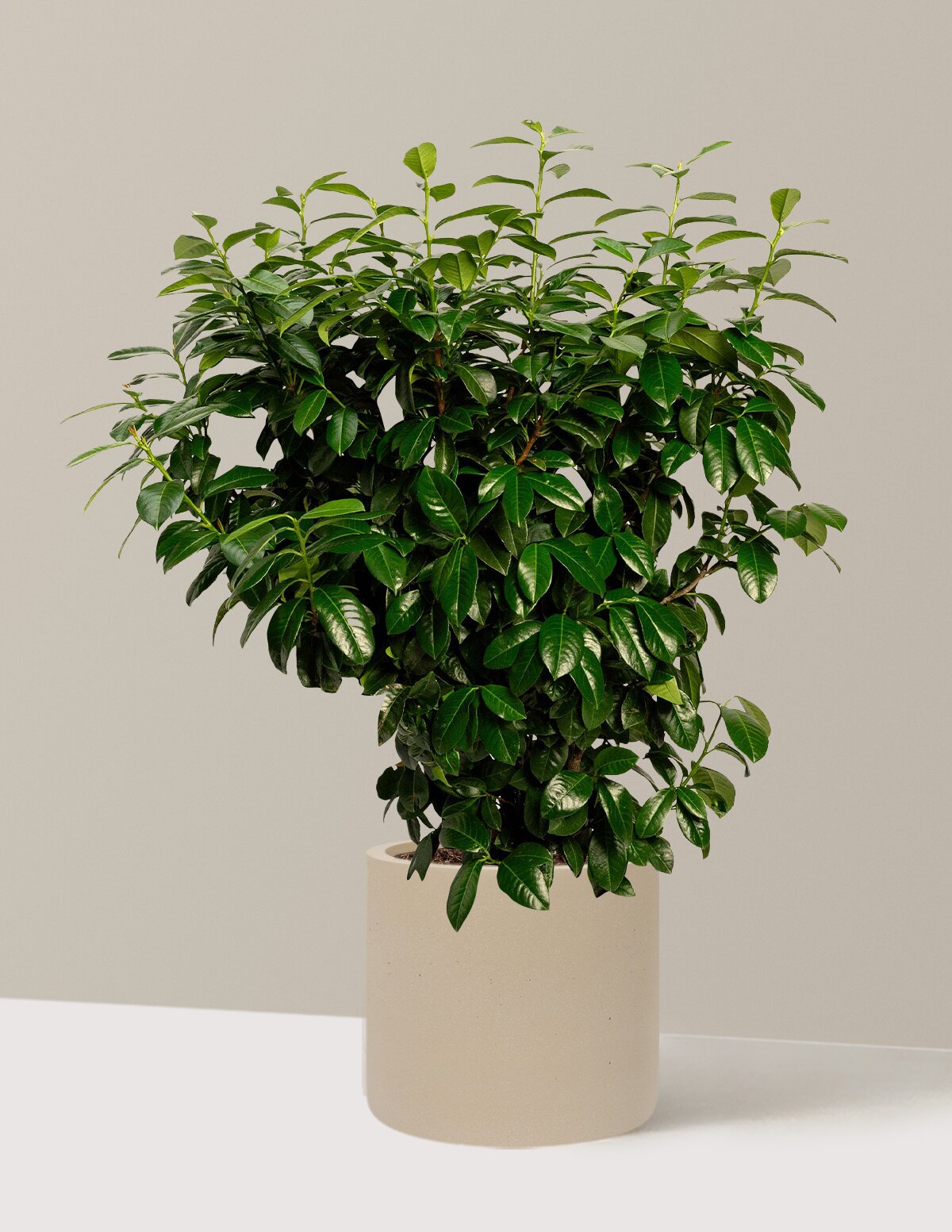 Volcano Cherry Laurel