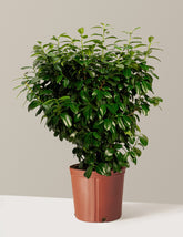 Volcano Cherry Laurel