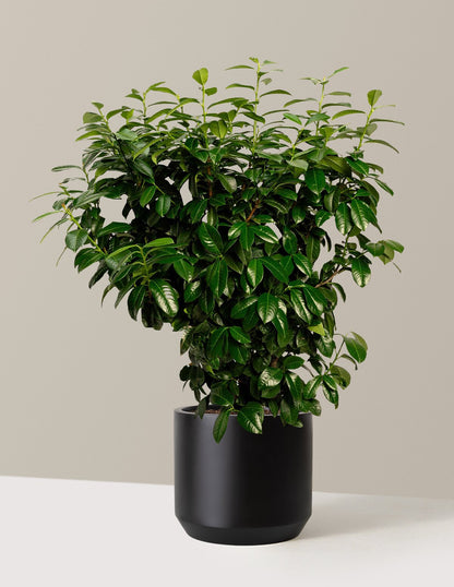 Volcano Cherry Laurel