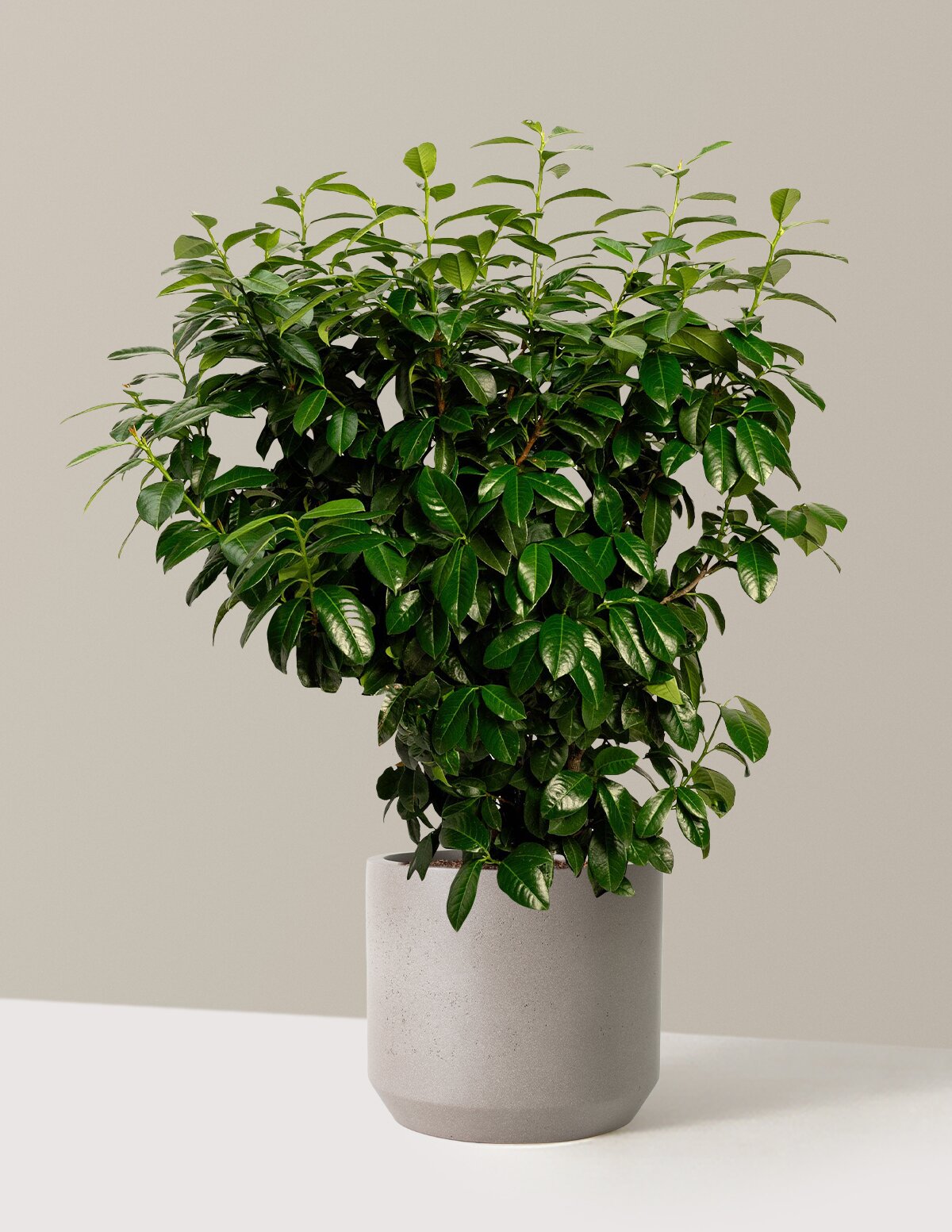 Volcano Cherry Laurel