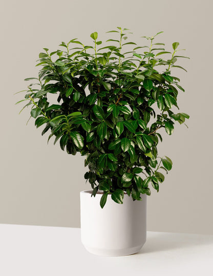 Volcano Cherry Laurel