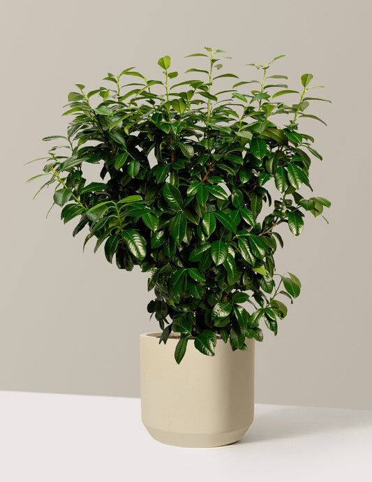 Volcano Cherry Laurel