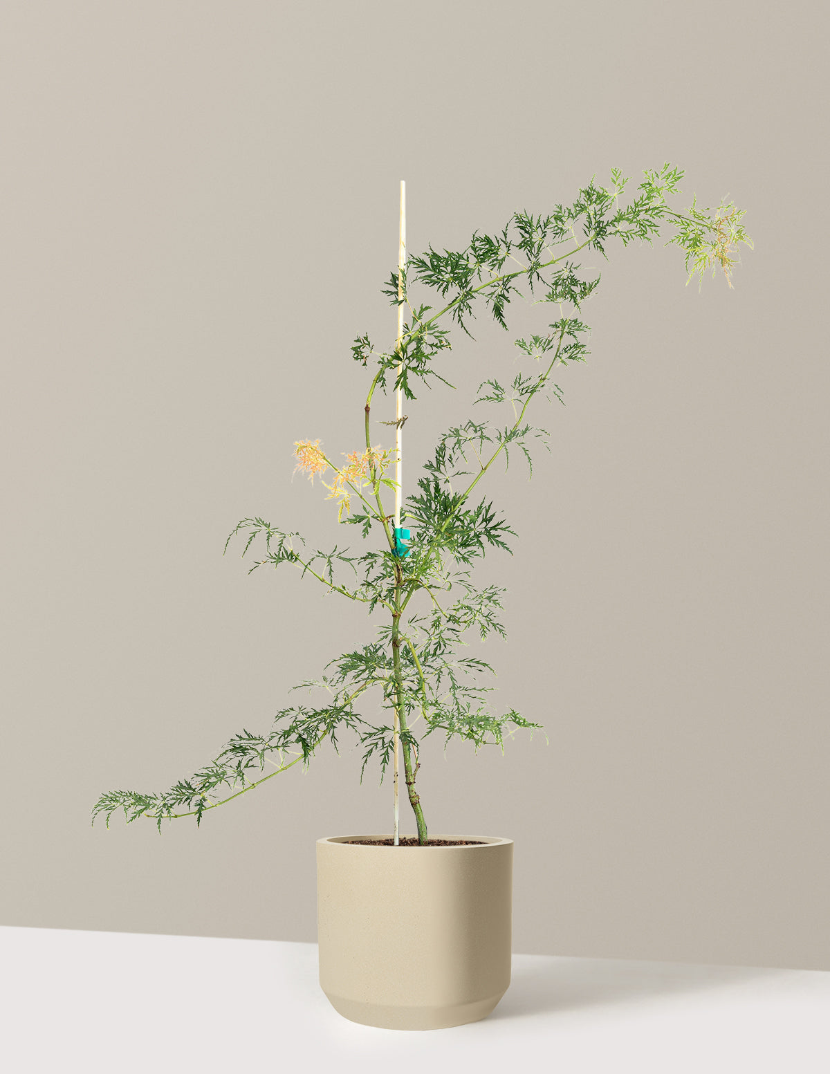 files/the-sill_Large-Waterfall-Japanese-Maple_Large_Mexia-Sand_Variant.jpg