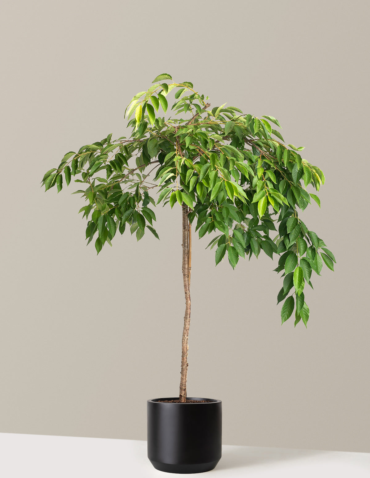 Weeping Yoshino Flowering Cherry