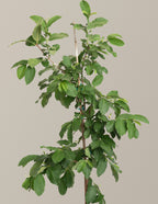White Guava Tree