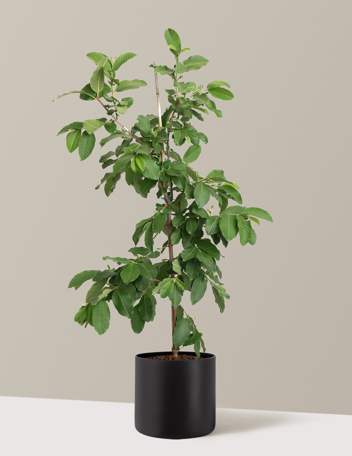 White Guava Tree