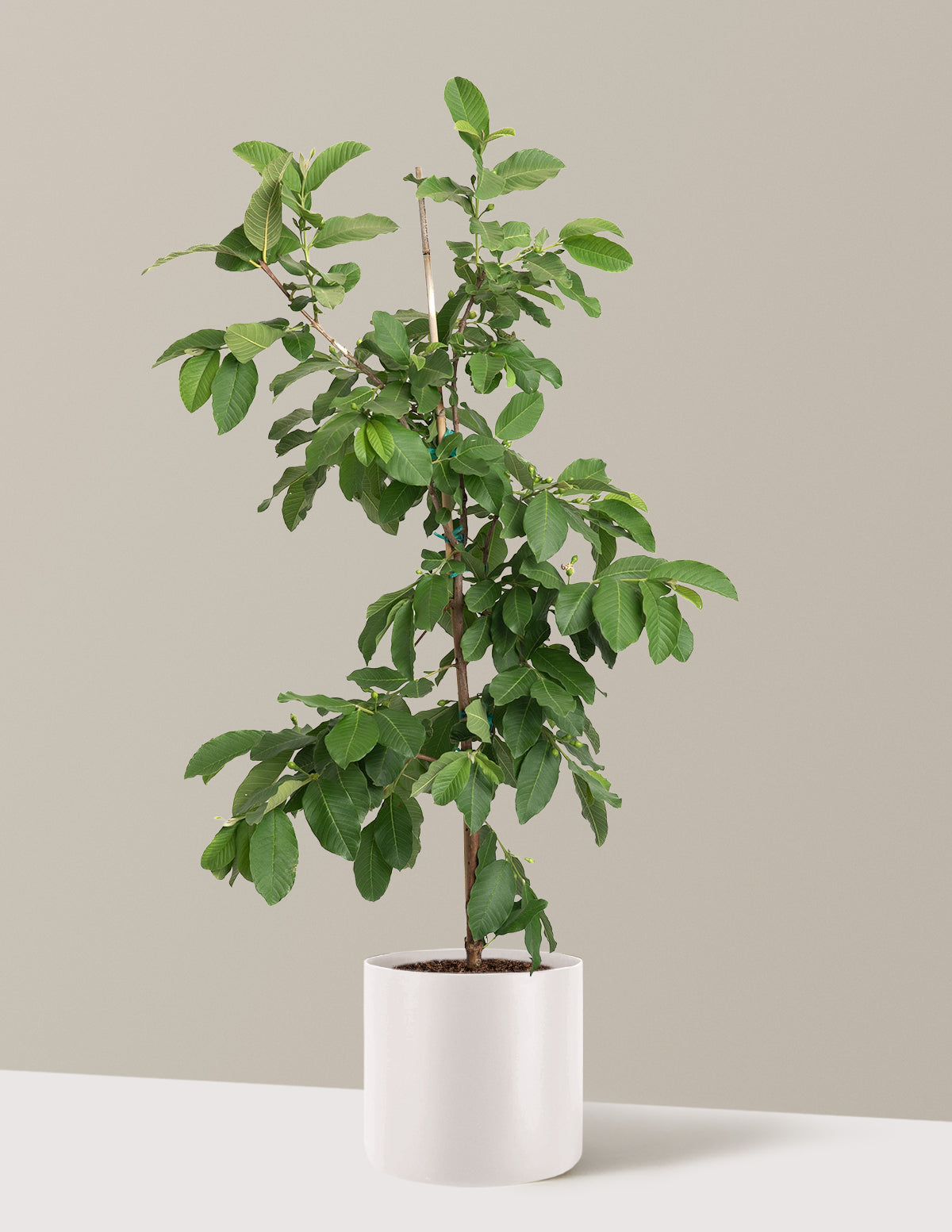 White Guava Tree