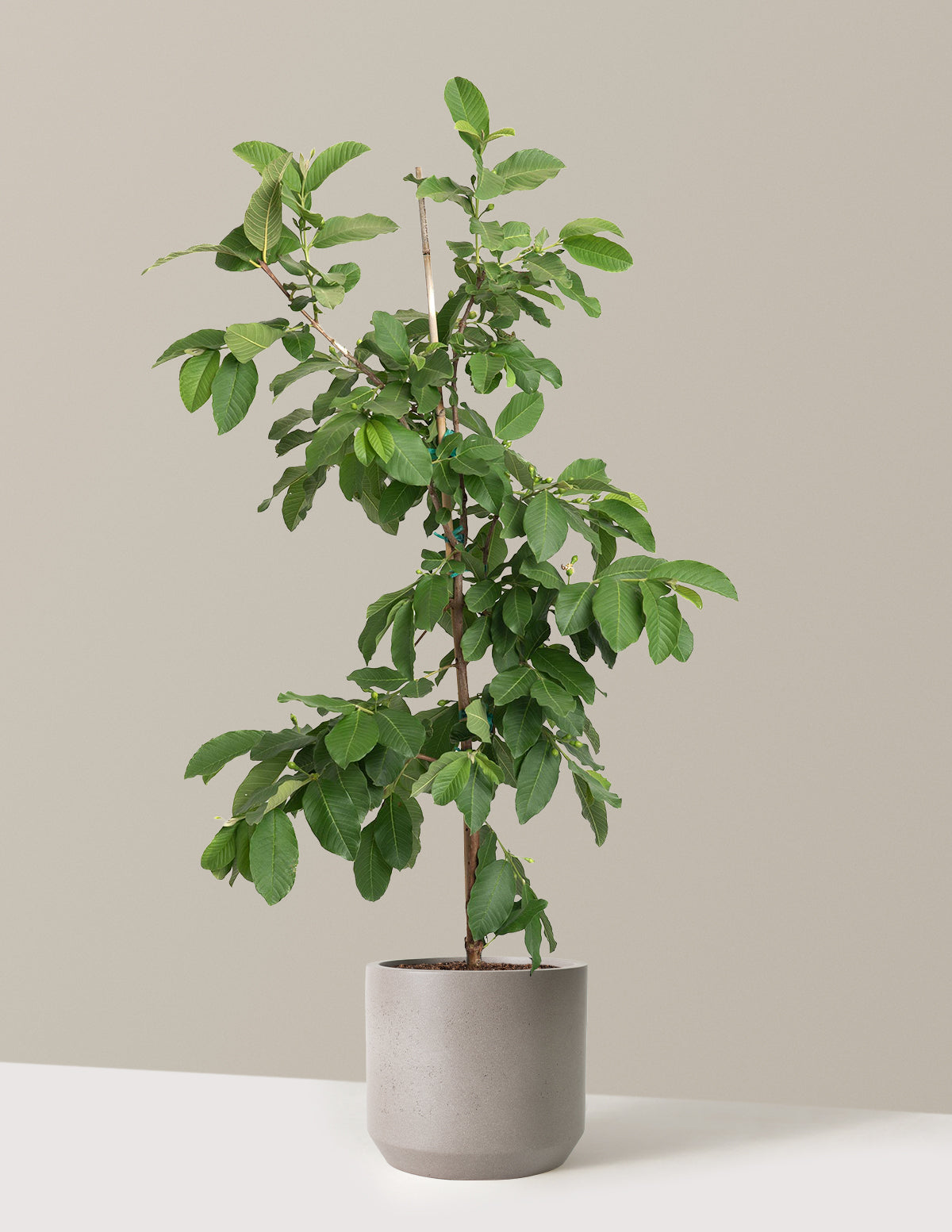 White Guava Tree