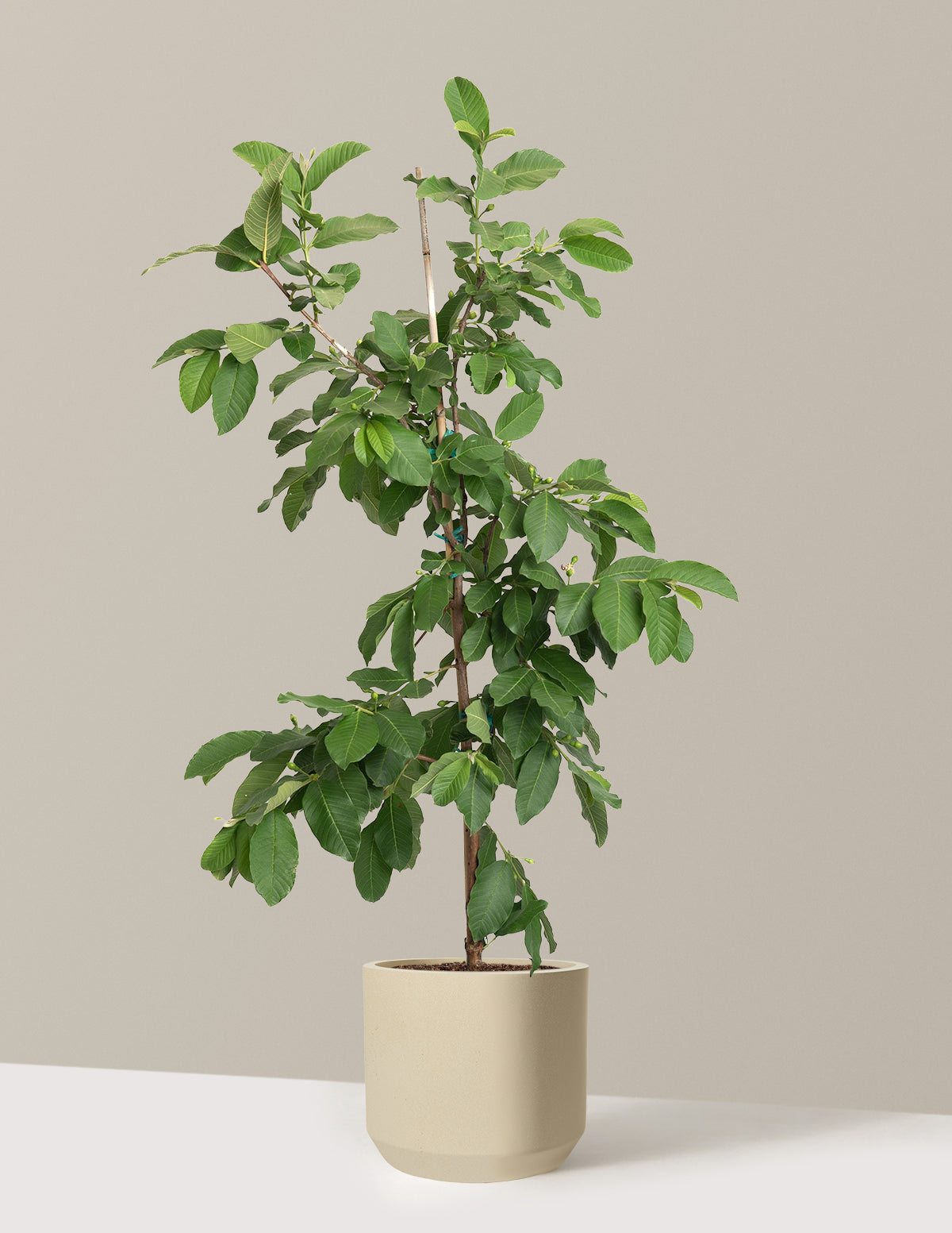 White Guava Tree