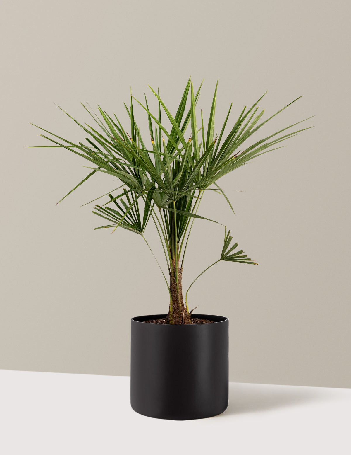 bundle | 3 Gallon | Agnes | Black