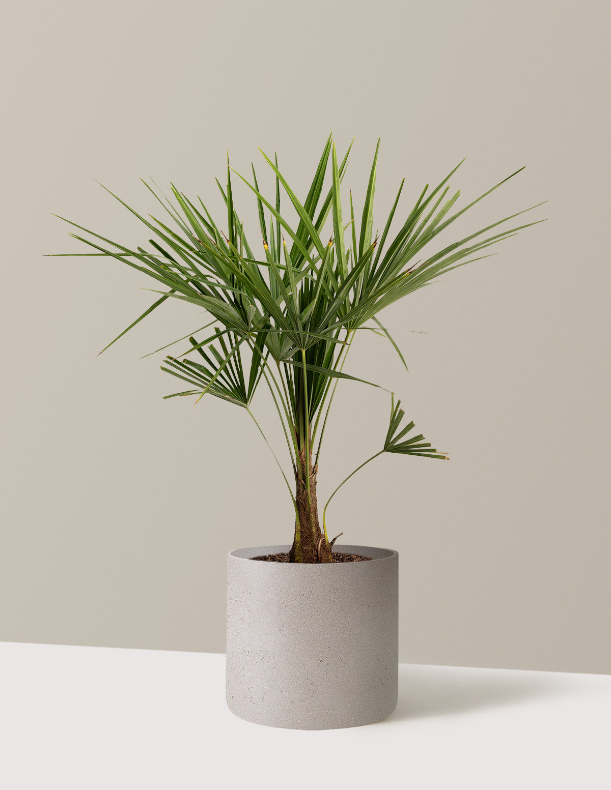 bundle | 3 Gallon | Agnes | Cement Grey