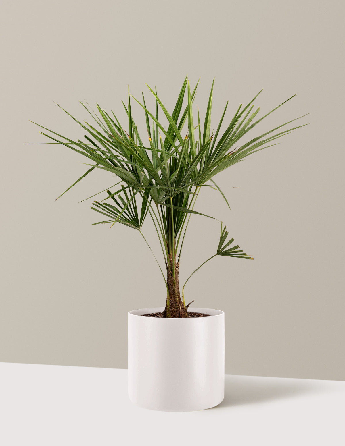 Windmill Palm Tree
