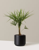 Windmill Palm Tree