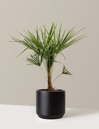 Windmill Palm Tree