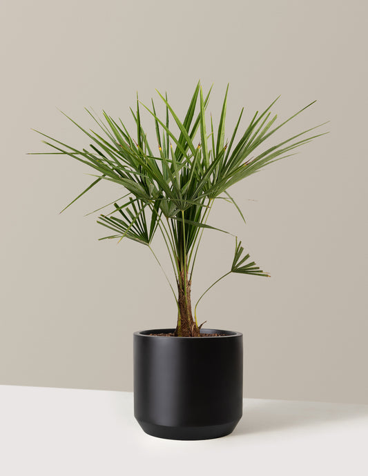 Windmill Palm Tree
