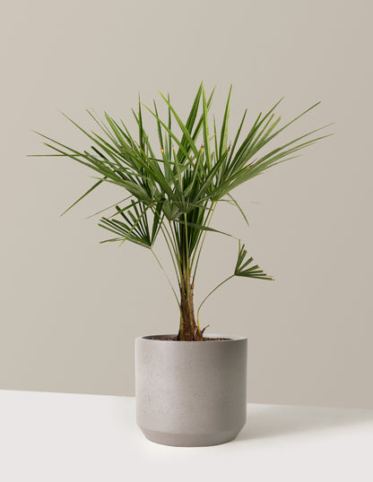 Windmill Palm Tree