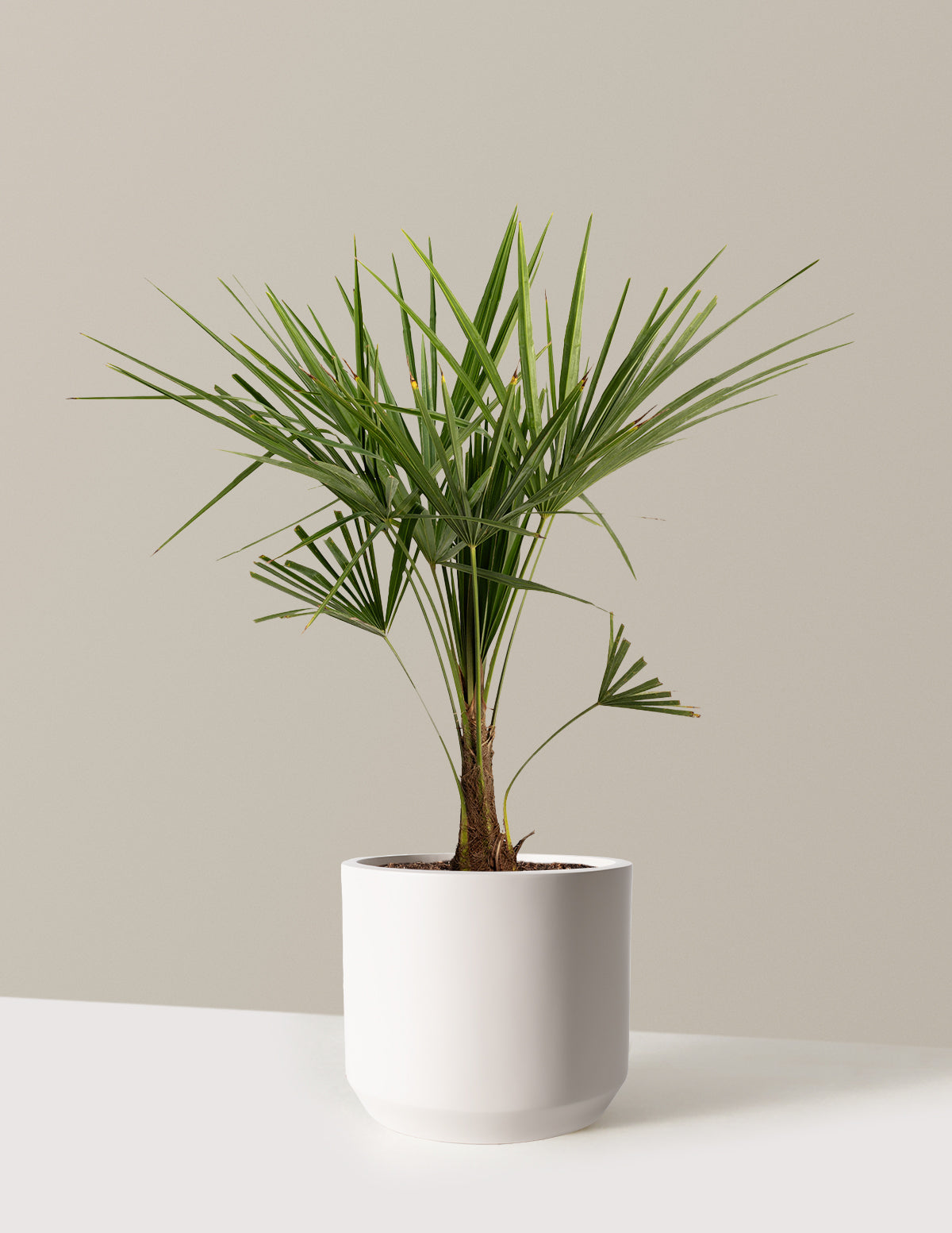 Windmill Palm Tree