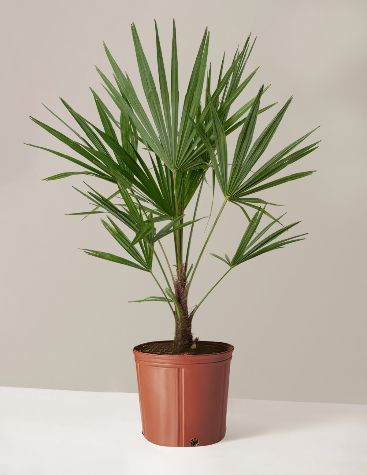 bundle | Large | Grow Pot