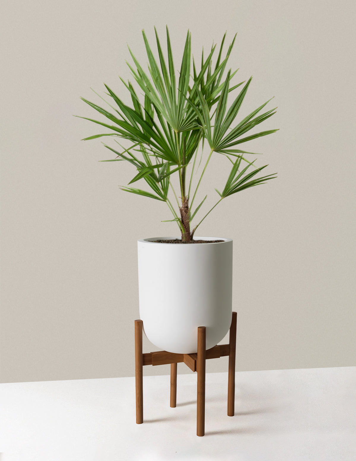 Large Windmill Palm