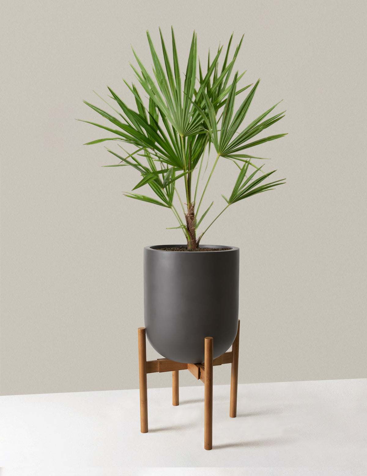 Large Windmill Palm