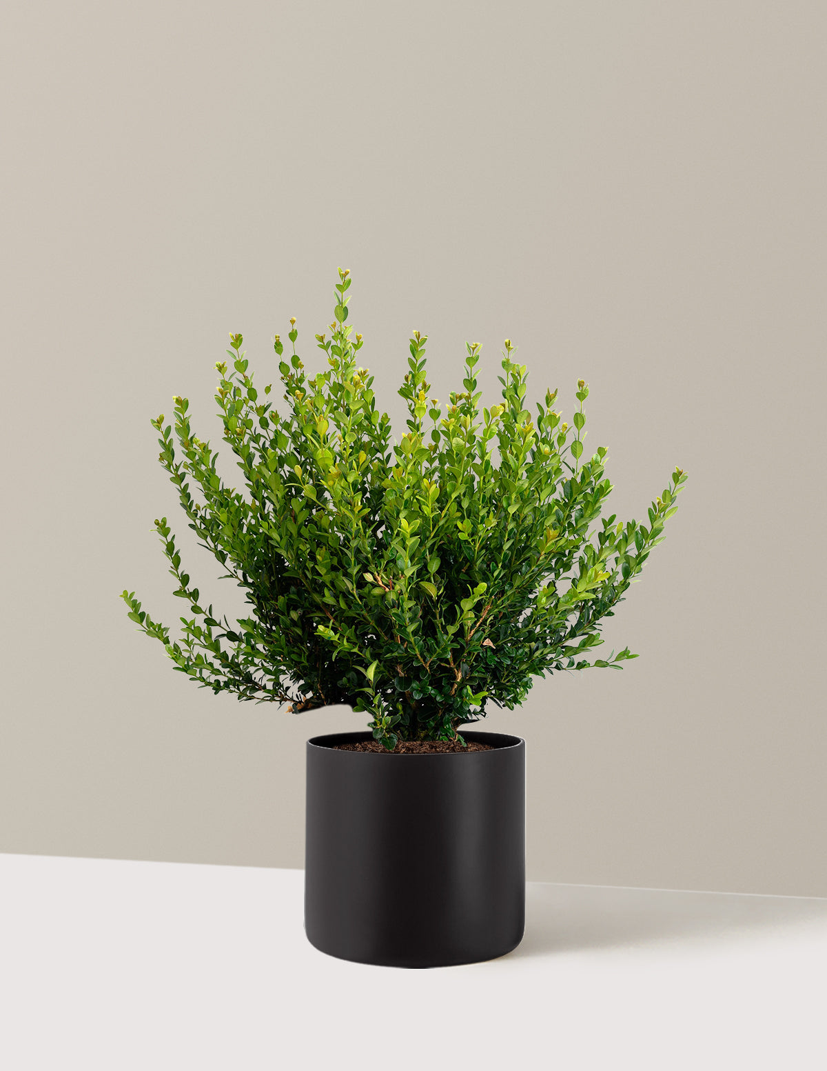 Winter Gem Boxwood