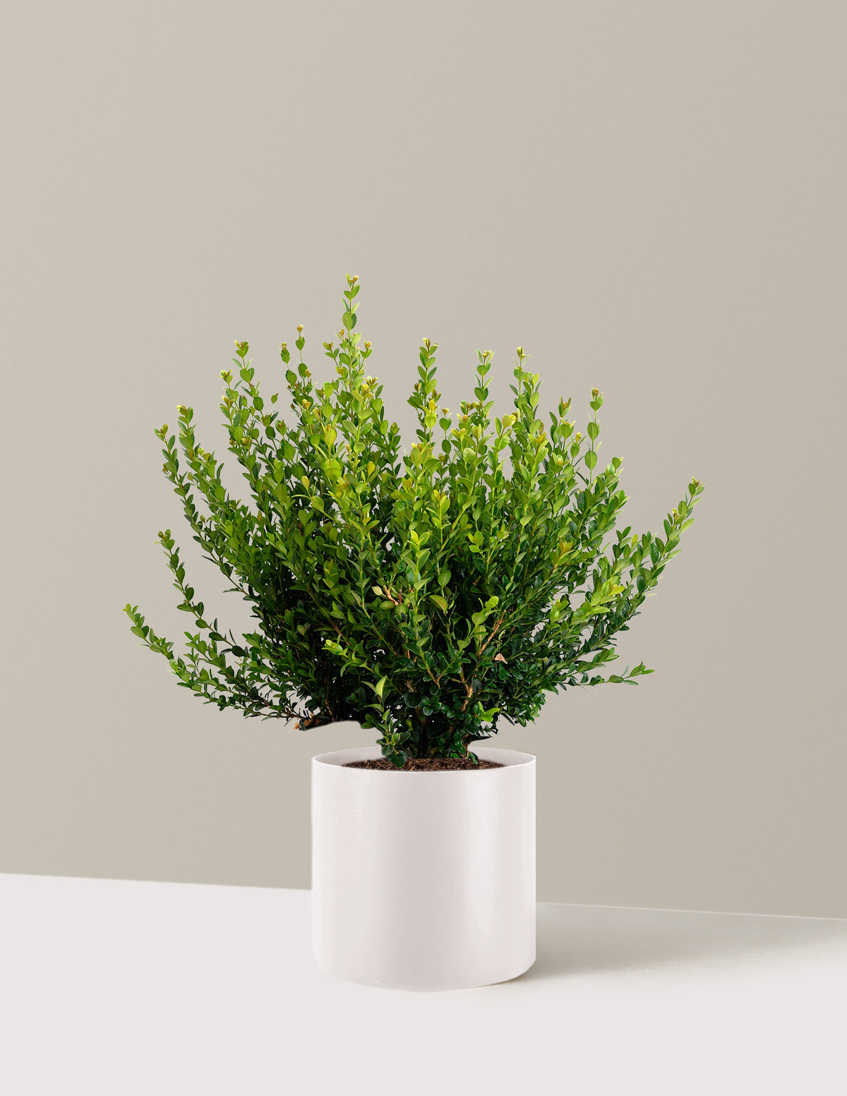Winter Gem Boxwood