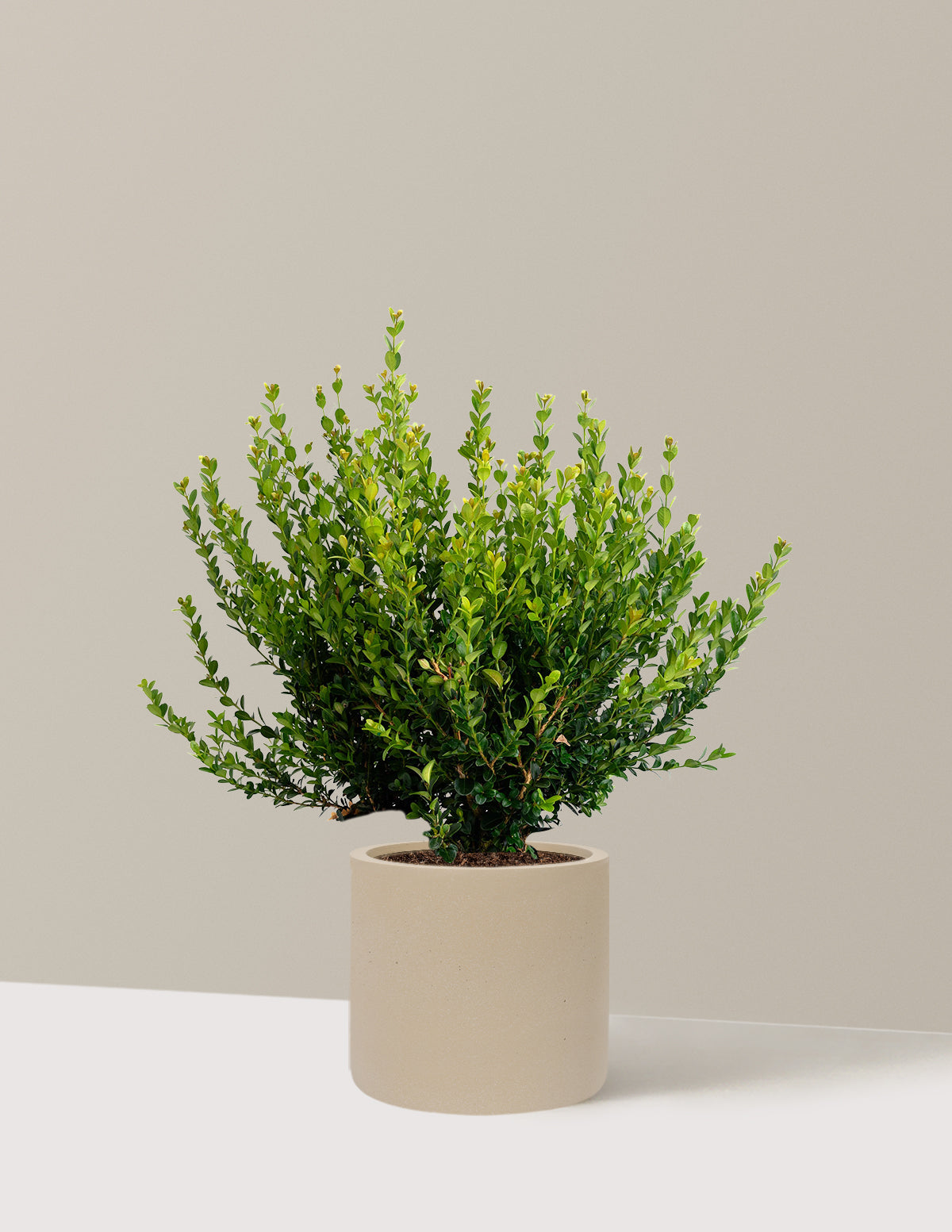 Winter Gem Boxwood