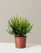 Winter Gem Boxwood