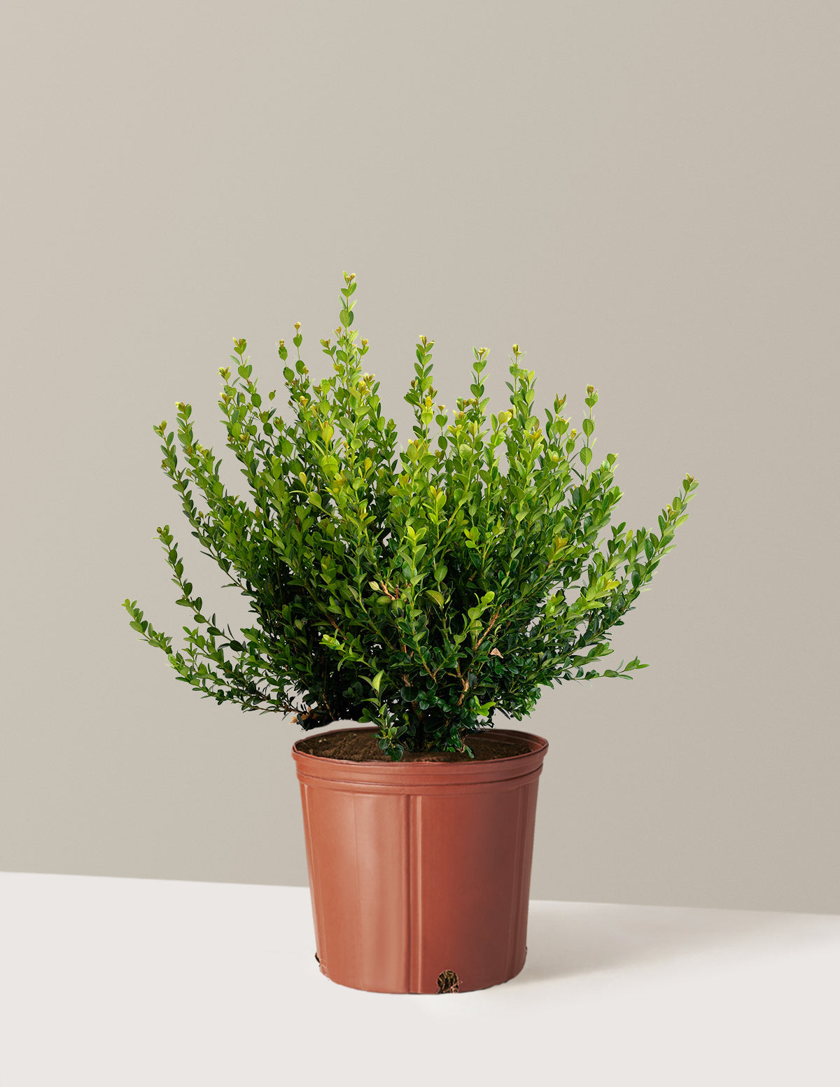Winter Gem Boxwood