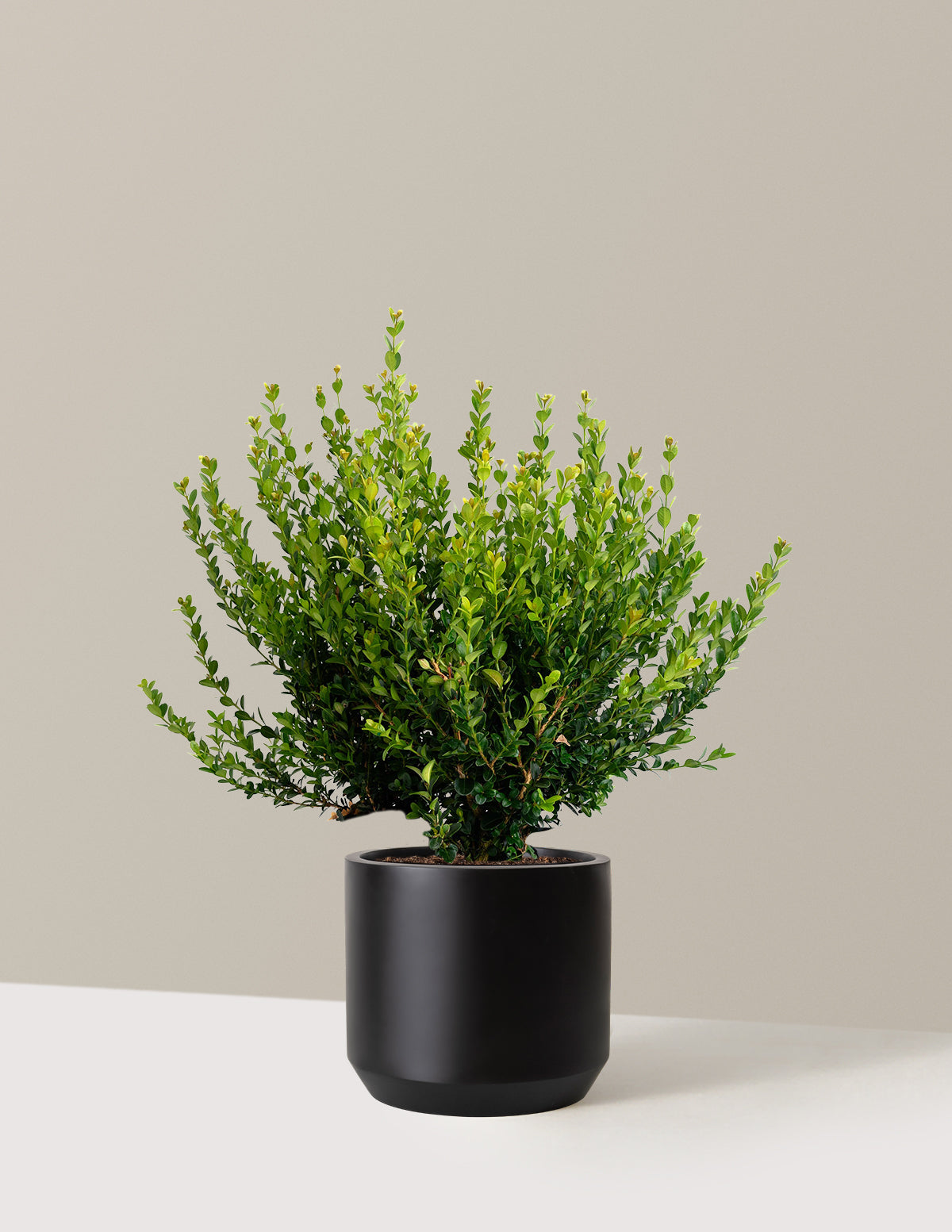 Winter Gem Boxwood