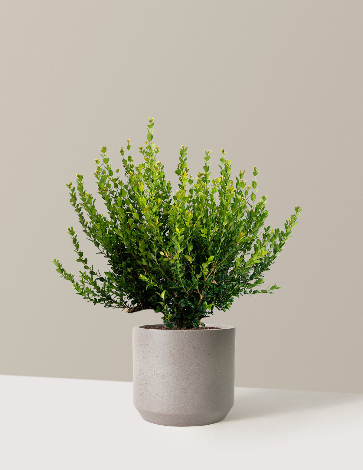 Winter Gem Boxwood