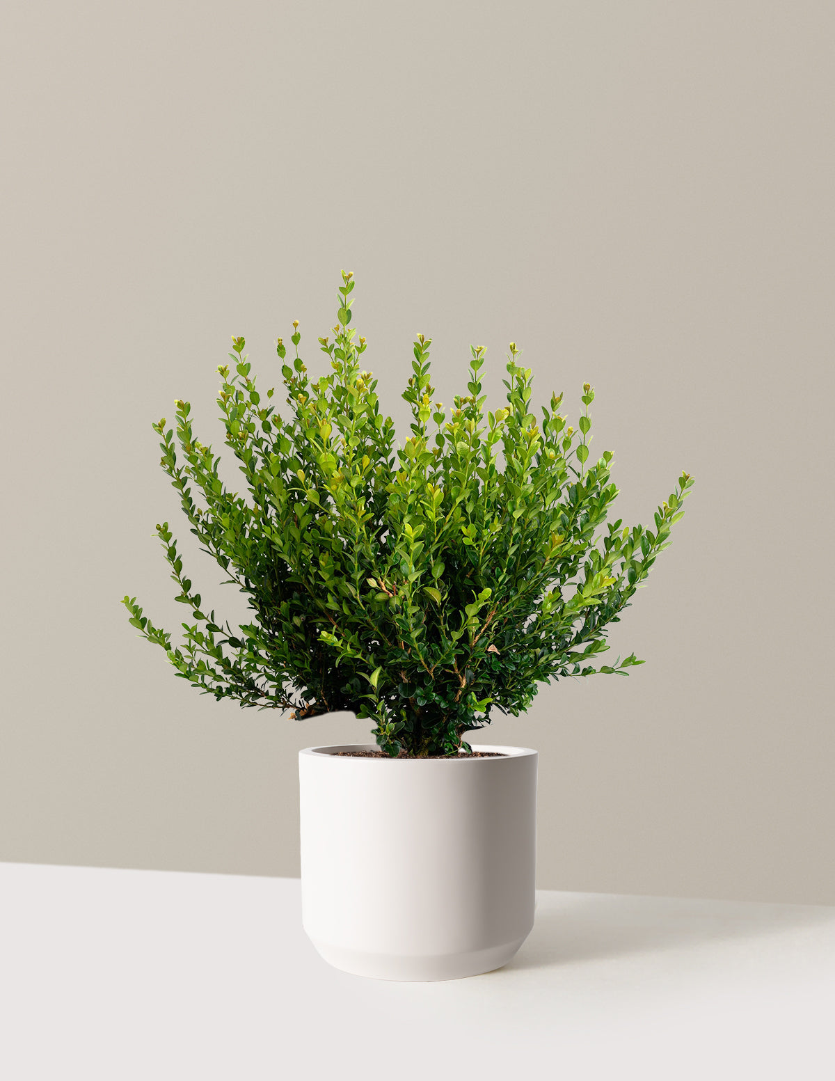 Winter Gem Boxwood