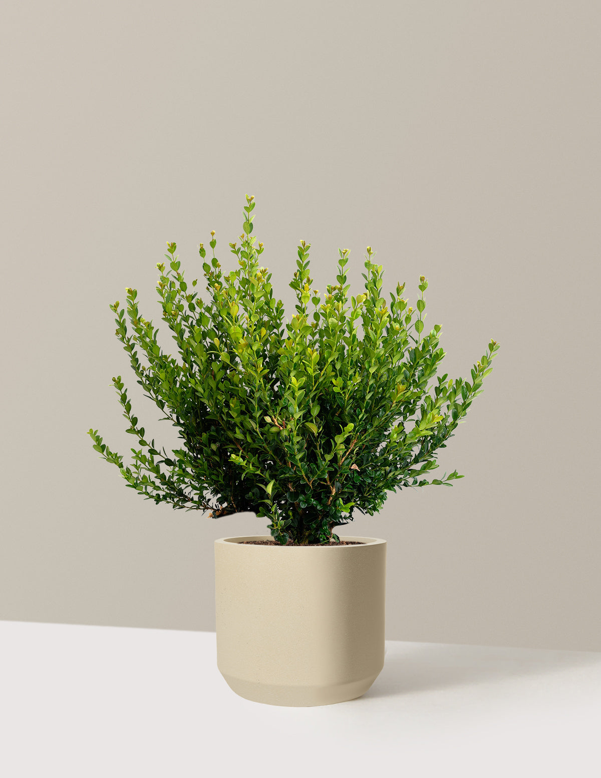Winter Gem Boxwood