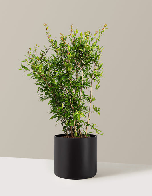 Wonderful Pomegranate Tree