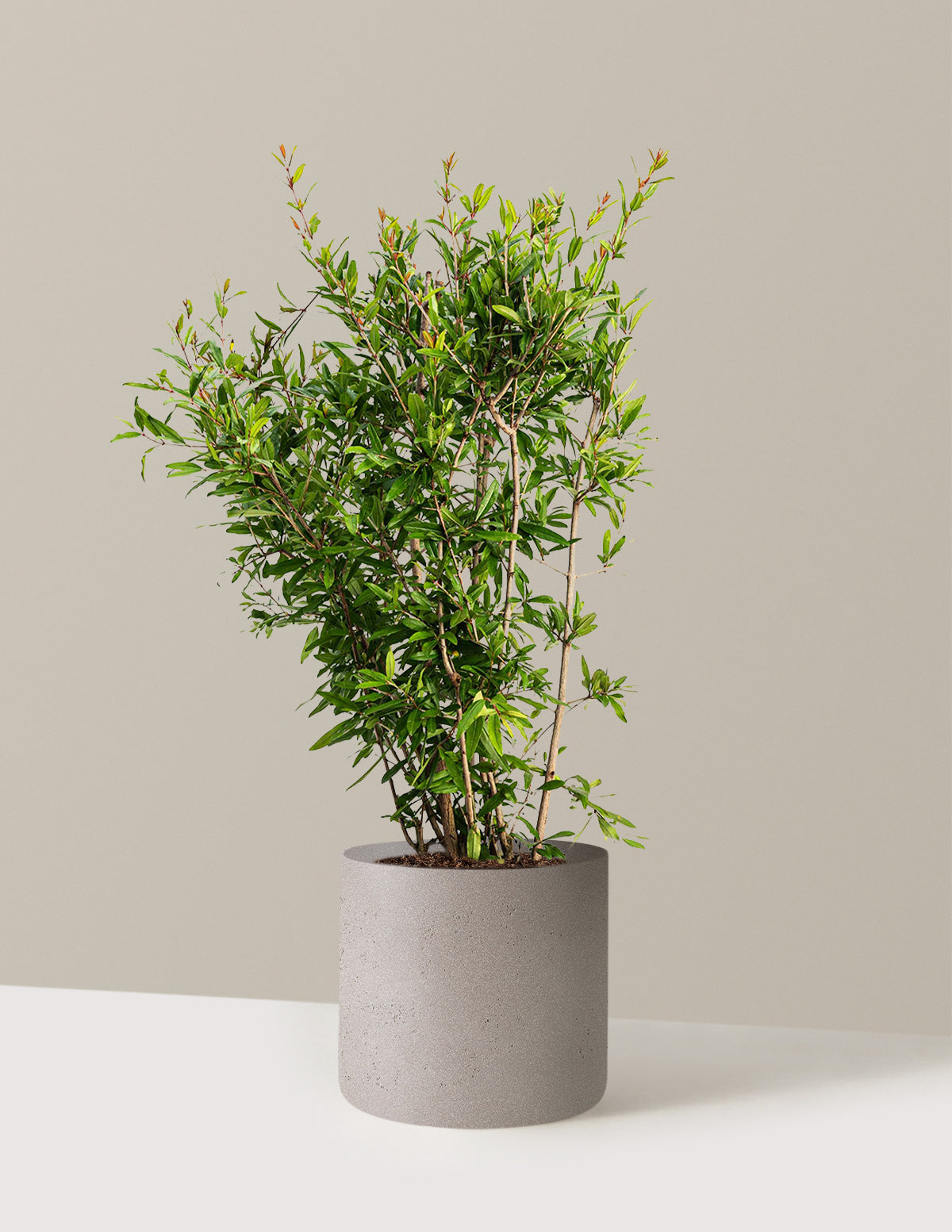 Wonderful Pomegranate Tree - Thumbnail 3