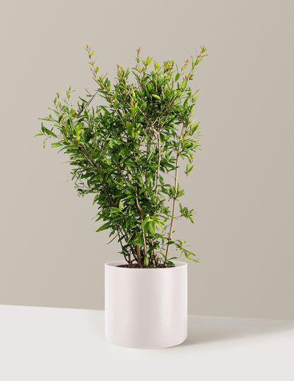 Wonderful Pomegranate Tree