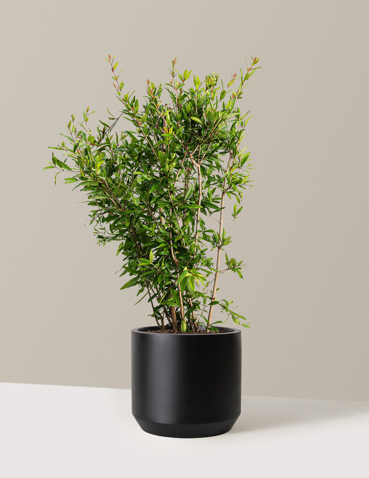 Wonderful Pomegranate Tree - Thumbnail 5