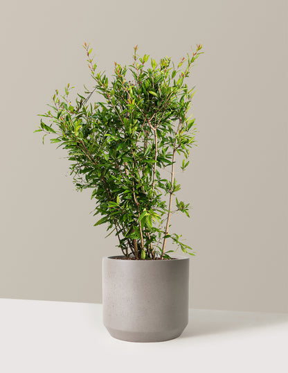 Wonderful Pomegranate Tree