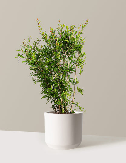 Wonderful Pomegranate Tree