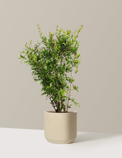 Wonderful Pomegranate Tree