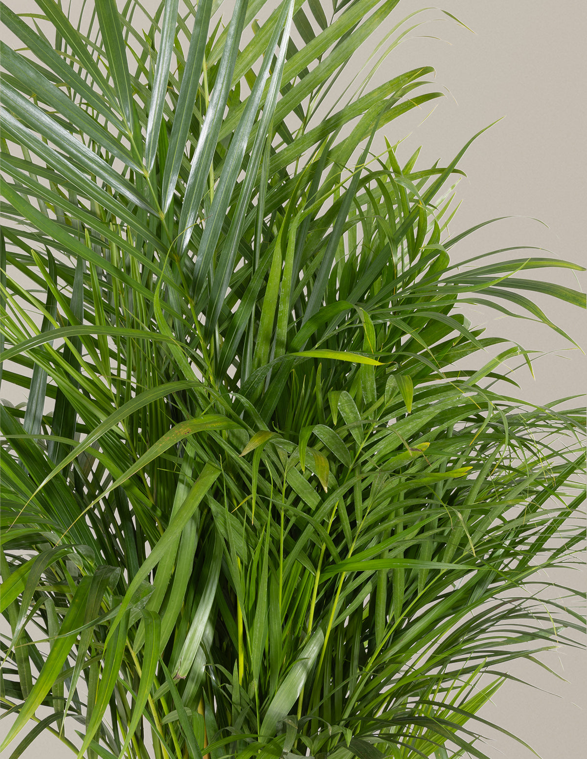 areca indoor palm The Sill Areca Palm 6 in. Houseplants in Green