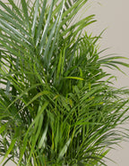 Areca Purifying Palm