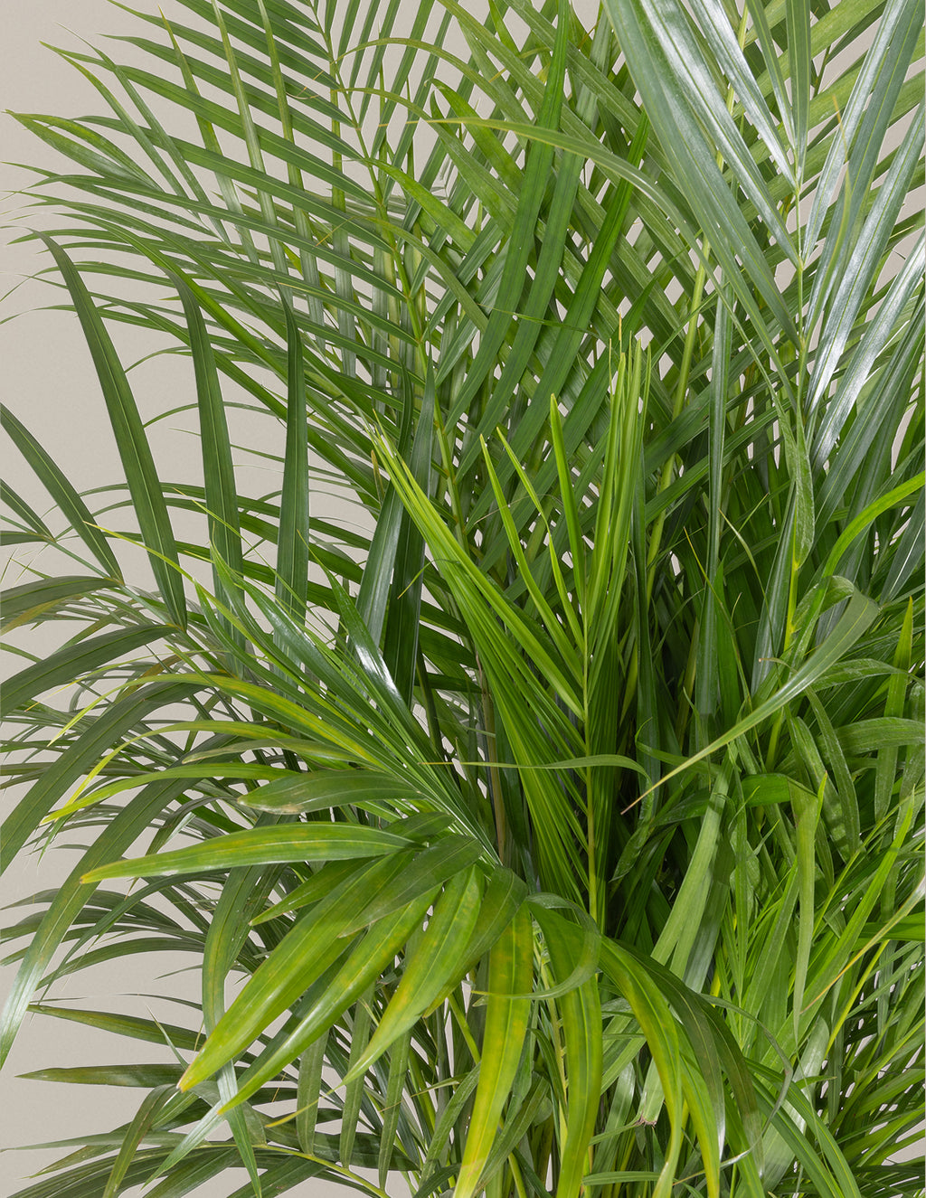 Areca Purifying Palm